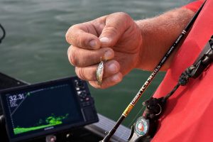 A Mosquito Panfish Light No. 6 hook with a small minnow properly hooked for fishing flats on Dale Hollow during the hot summer months. For finesse fishing, guide Corey Thomas prefers a B’n’M Leland’s TCB Series 6 ½ foot 2-piece graphite ultralight rod built to use lures from 1/64 ounce on 2-pound test line. It’s ideal for small minnows or lures. Note the depth on the gauge is 32.4 feet. 