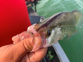 A blacknose crappie has a dark black stripe from its nose along its back. Some believe they are hybrids, but it is only a color variation of the black crappie. Guide Corey Thomas calls them the “smallmouth bass of the crappie world” because of their aggressive ability to put up a fight on any angler’s equipment.  
