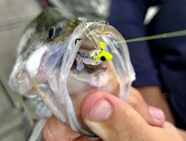 Crappie often orient to heavy cover this time of the year. Anglers need a lure that can get in and out of the brush to land big slabs. The Brushoff jig will get the job done. (Photo courtesy Bobby Garland Lures)