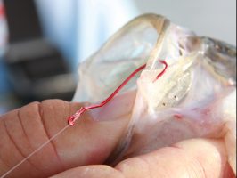 Crappie Dan prefers a double-hook rig when dropping to deep covers on the river. He chooses a Tru Turn Aberdeen, a rotating hook that gives more hook-ups per bite. (Photo: Tim Huffman)