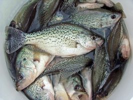Black crappie are the predominant species in the Tennessee River, but there are also a fair number of white crappie as well. (Photo: Richard Simms)