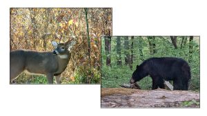 Wildlife abounds in the Great Smoky Mountains National Park and actually all across East Tennessee, as even the bear population has grown dramatically in recent years. (Photos by Capt. Richard Simms and Kim Hayes)