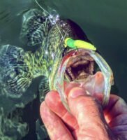 Crappie Magnet jigs are a go-to lure for Kris Mann as he tempts crappie on many Kentucky lakes.