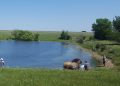 Small farm ponds can produce big crappie with proper management.