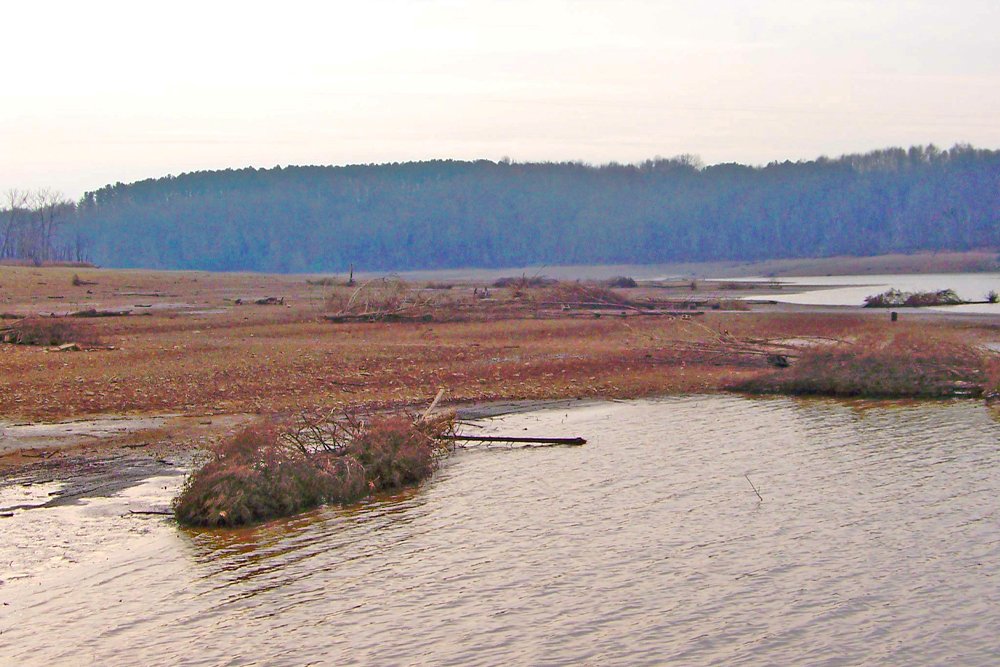 Any brush from cedar or hardwood trees will add excellent fish structure to bare lake bottoms