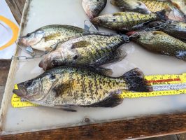 Stockton Lake in southwest Missouri is gaining a reputation for producing big crappie. 