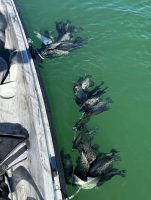 Fall anglers on Colorado’s Adobe Creek Reservoir often catch long stringers full of black crappie. (Photo courtesy of Adobe Creek Reservoir Fishing Reports)