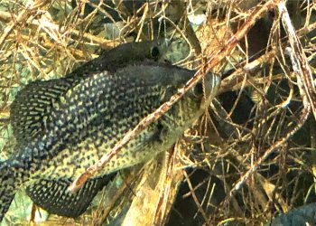 Sometimes you can catch them in open water, but it is no secret that in general, crappie prefer having their noses buried in a brush pile. And if you know exactly where those brush piles are, it increases your crappie-catching odds tremendously. (Photo: Richard Simms)