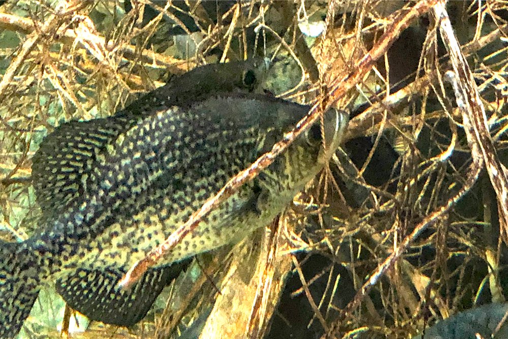 Sometimes you can catch them in open water, but it is no secret that in general, crappie prefer having their noses buried in a brush pile. And if you know exactly where those brush piles are, it increases your crappie-catching odds tremendously. (Photo: Richard Simms)