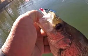 Richard Gene says underspin lures, such as the Crappie Magnet Fin Spin, are his number one “search bait” for winter crappie. But he says sometimes the well-known Beetle Spin lures can also be very effective. (Video Screen Grab courtesy Richard Gene)
