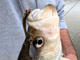 Travis Bradshaw fishes vertically with live bait for best results in cold weather on lakes Jordan and Shearon Harris in North Carolina.