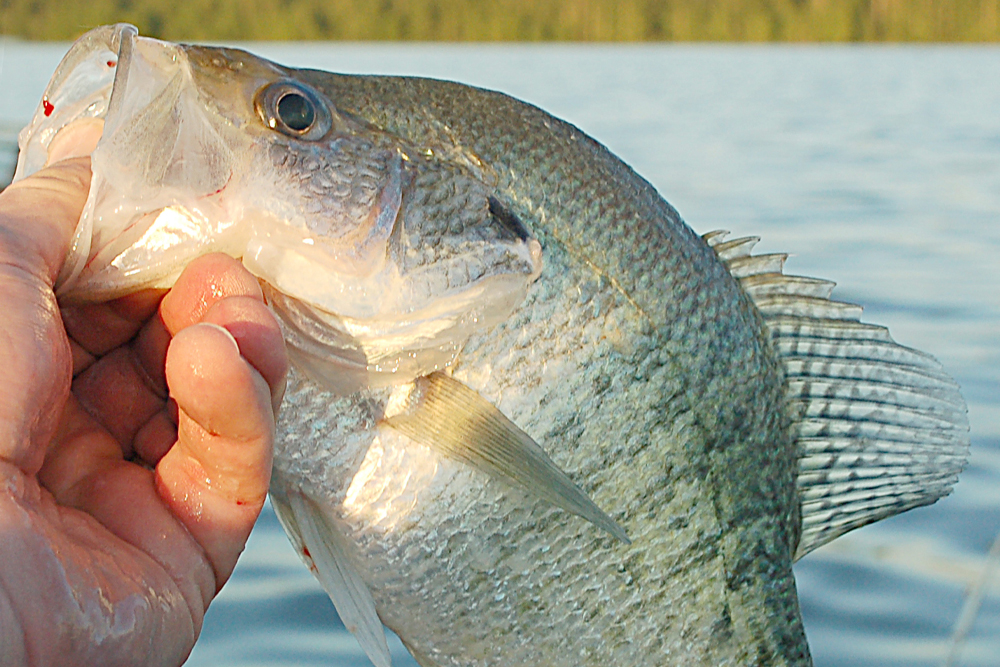 Catching Cold Crappie When the Sun Shines High, by Rob Somerville