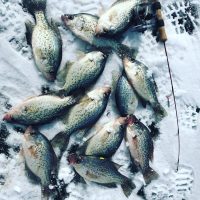 A nice mess of crappie on ice caught using tiny jigs paired with fluorocarbon line. 