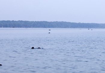 A stump flat can be an outstanding place to find crappie. Finding balls of shad within the stumps is a great one-two combination.
