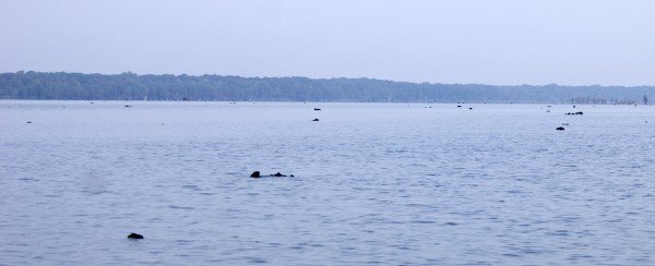 A stump flat can be an outstanding place to find crappie. Finding balls of shad within the stumps is a great one-two combination.