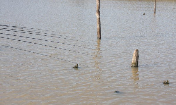 Jigging is a fun way to catch fish from stumps, but some situations allow spider rigging increasing your odds by having more baits in the water.