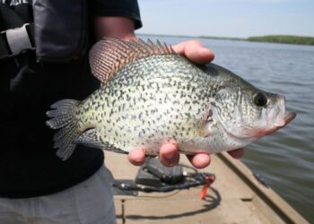 A nice, northern black crappie. “Where the crappie were holding at 12 feet,” Toalson explains, “when the cormorants arrive they go deeper than twenty feet.”