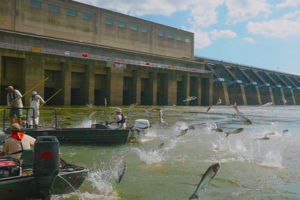 Latest News on the Asian Carp Invasion, by Richard Simms