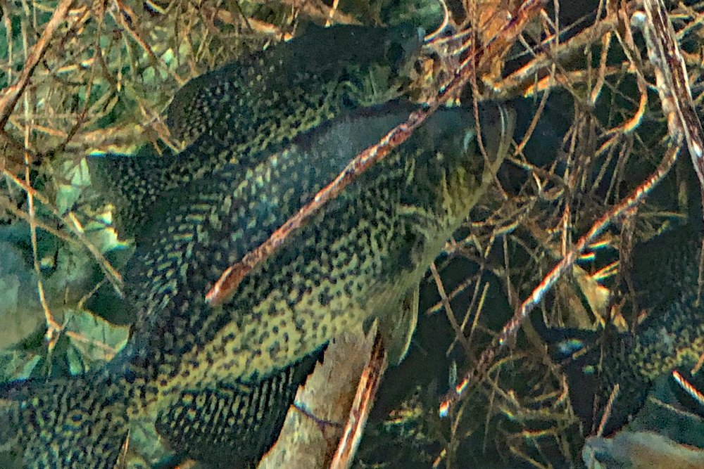 Crappie Basics – Cold-blooded Crappie, by Tim Huffman
