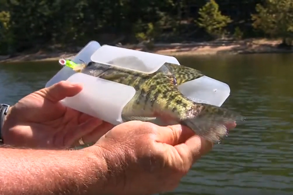 Product Profile: Deerback Crappie Gauge, by Richard Simms