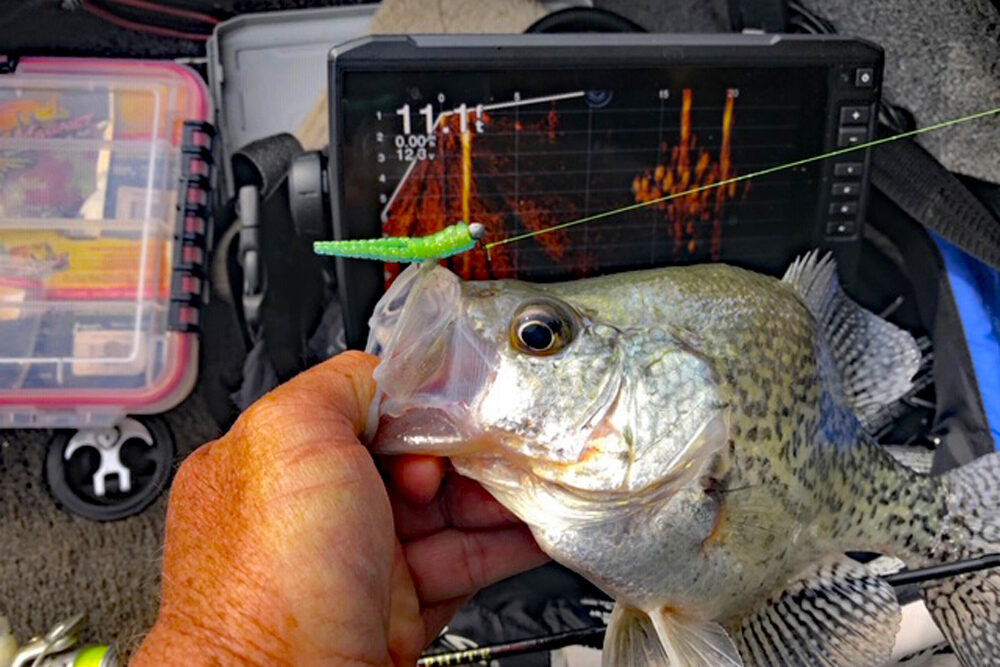 Livescope crappie