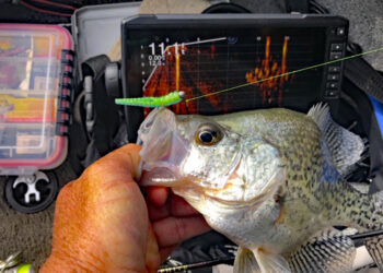 Livescope crappie