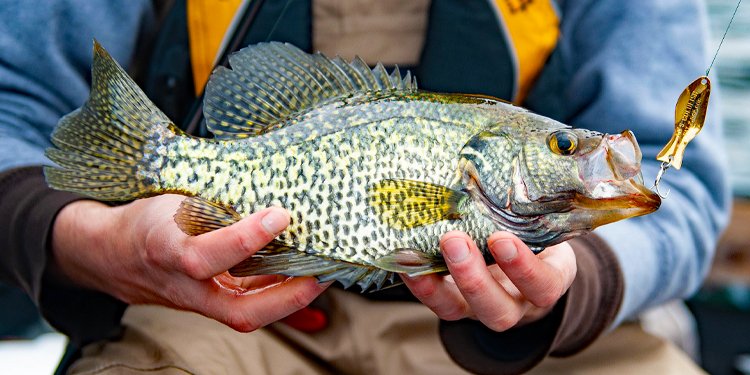 Spooning for Crappie