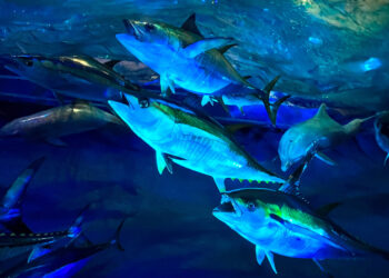 Life-sized replicas of yellowfin tuna and dolphins swim in a massive artificial seascape at the Wonders of Wildlife Aquarium and Museum in Springfield, Missouri. (Photo: Richard Simms)