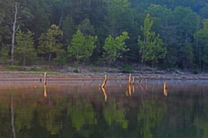 With treetops everywhere you look, it can be a bit mindboggling for crappie anglers. Larry Cloud says that live-imaging sonar allows him to quickly eliminate the structure that is not holding fish. (Photo: Richard Simms)