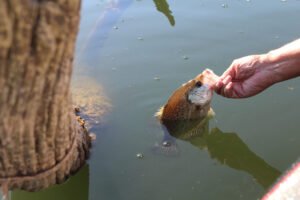 Larry Cloud releases a crappie beside the tree from whence it came. (Photo: Richard Simms)